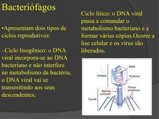 Bacteriófagos 
•Apresentam dois tipos de 
ciclos reprodutivos: 
–Ciclo lisogênico: o DNA 
viral incorpora-se ao DNA 
bacteriano e não interfere 
no metabolismo da bactéria, 
o DNA viral vai se 
transmitindo aos seus 
descendentes; 
Ciclo lítico: o DNA viral 
passa a comandar o 
metabolismo bacteriano e a 
formar várias cópias.Ocorre a 
lise celular e os vírus são 
liberados. 
 