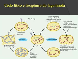 Ciclo lítico e lisogênico do fago lamda 
 