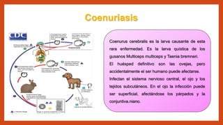 virus en los alimentos equipo 3.pptx
