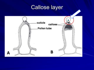 Callose layer
 