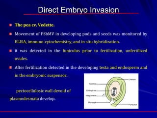 Direct Embryo Invasion
The pea cv. Vedette.
Movement of PSbMV in developing pods and seeds was monitored by
ELISA, immuno-cytochemistry, and in situ hybridization.
it was detected in the funiculus prior to fertilization, unfertilized
ovules.
After fertilization detected in the developing testa and endosperm and
in the embryonic suspensor.
pectocellulosic wall devoid of
plasmodesmata develop.
 