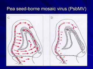 Pea seed-borne mosaic virus (PsbMV)
 