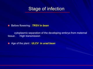 Stage of infection
Before flowering : TRSV in bean
cytoplasmic separation of the developing embryo from maternal
tissue . High transmission
Age of the plant : ULCV in urad bean
 