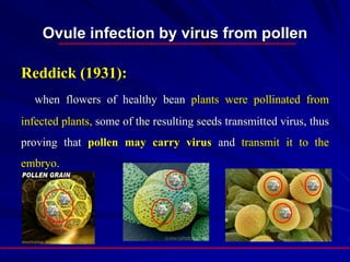 Ovule infection by virus from pollen
Reddick (1931):
when flowers of healthy bean plants were pollinated from
infected plants, some of the resulting seeds transmitted virus, thus
proving that pollen may carry virus and transmit it to the
embryo.
 