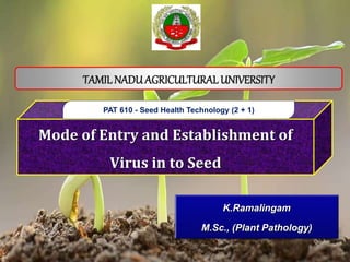 Mode of Entry and Establishment of
Virus in to Seed
K.Ramalingam
M.Sc., (Plant Pathology)
PAT 610 - Seed Health Technology (2 + 1)
TAMILNADU AGRICULTURALUNIVERSITY
 