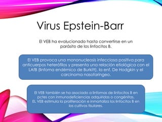 Virus Epstein-Barr
El VEB ha evolucionado hasta convertirse en un
parásito de los linfocitos B.
El VEB provoca una mononucleosis infecciosa positiva para
anticuerpos heterófilos y presenta una relación etiológica con el
LAfB (linfoma endémico de Burkitt), la enf. De Hodgkin y el
carcinoma nasofaríngeo.
El VEB también se ha asociado a linfomas de linfocitos B en
pctes con inmunodeficiencias adquiridas o congénitas.
EL VEB estimula la proliferación e inmortaliza los linfocitos B en
los cultivos tisulares.
 