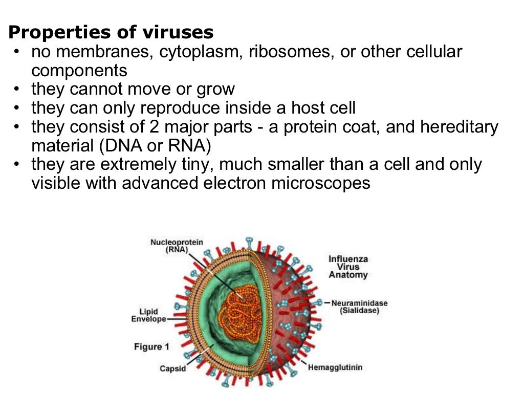 Viruses