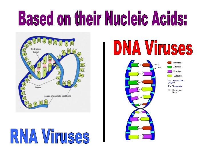 Viruses