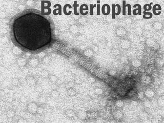 Bacteriophage