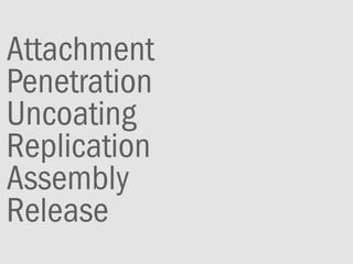 Attachment
Penetration
Uncoating
Replication
Assembly
Release