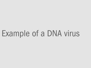 Example of a DNA virus