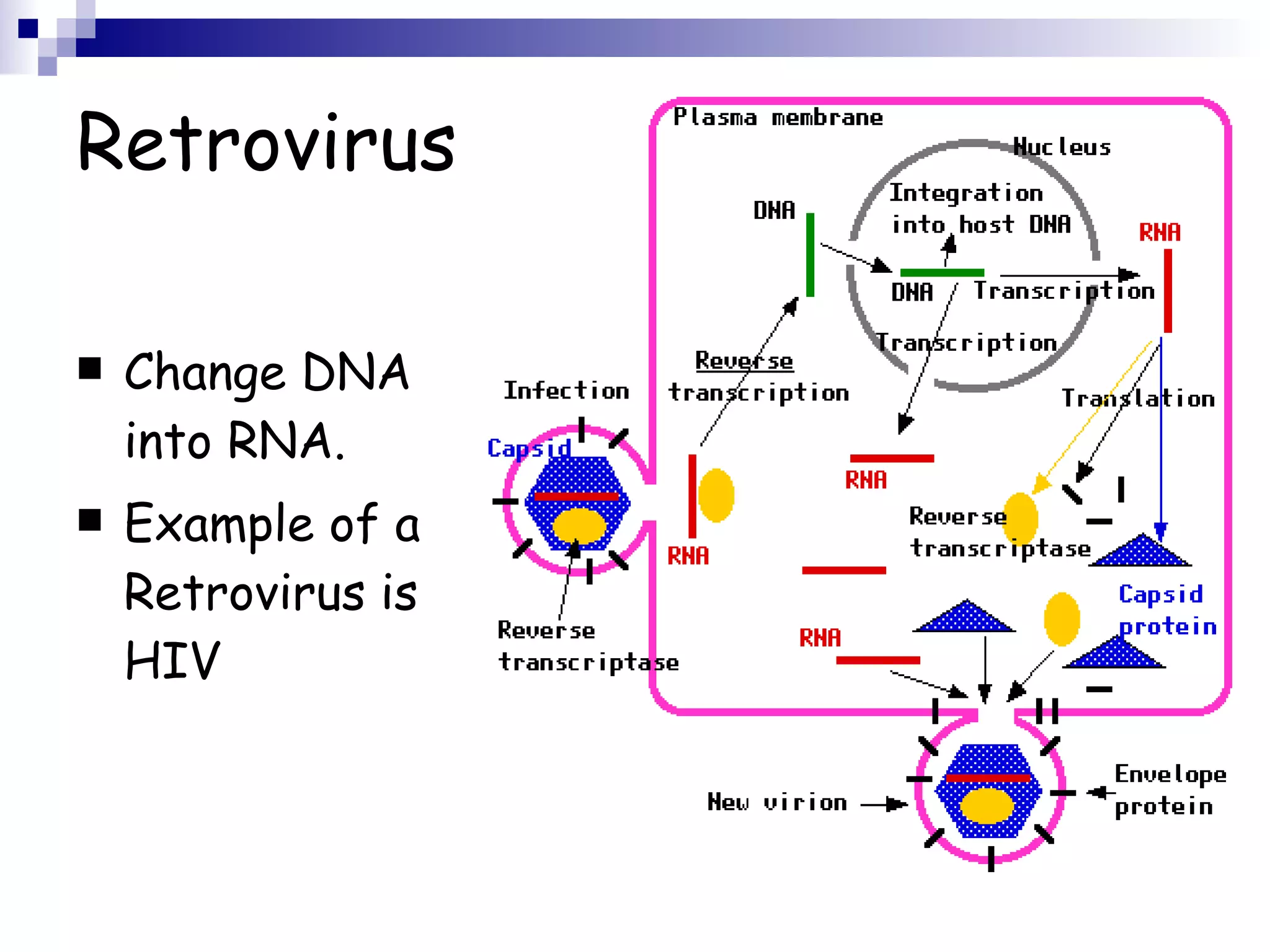 Retrovirus Change DNA into RNA. Example of a Retrovirus is HIV   