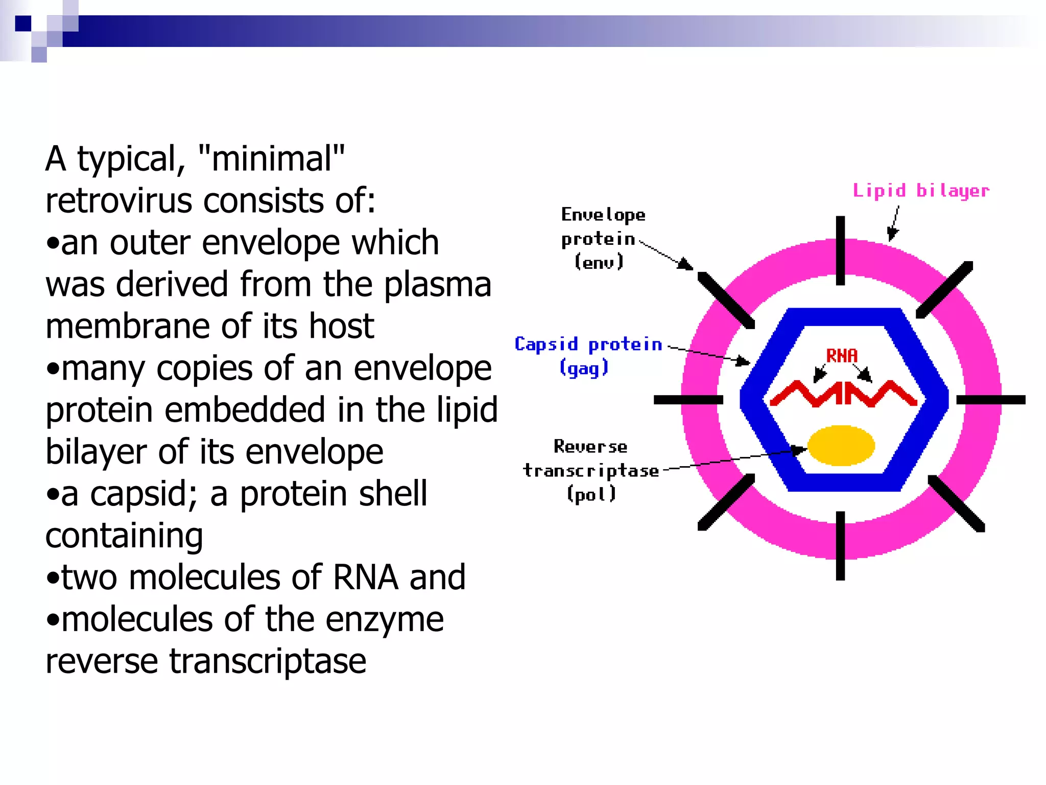 A typical, "minimal" retrovirus consists of:  an outer envelope which was derived from the plasma membrane of its host  many copies of an envelope protein embedded in the lipid bilayer of its envelope  a capsid; a protein shell containing  two molecules of RNA and  molecules of the enzyme reverse transcriptase 