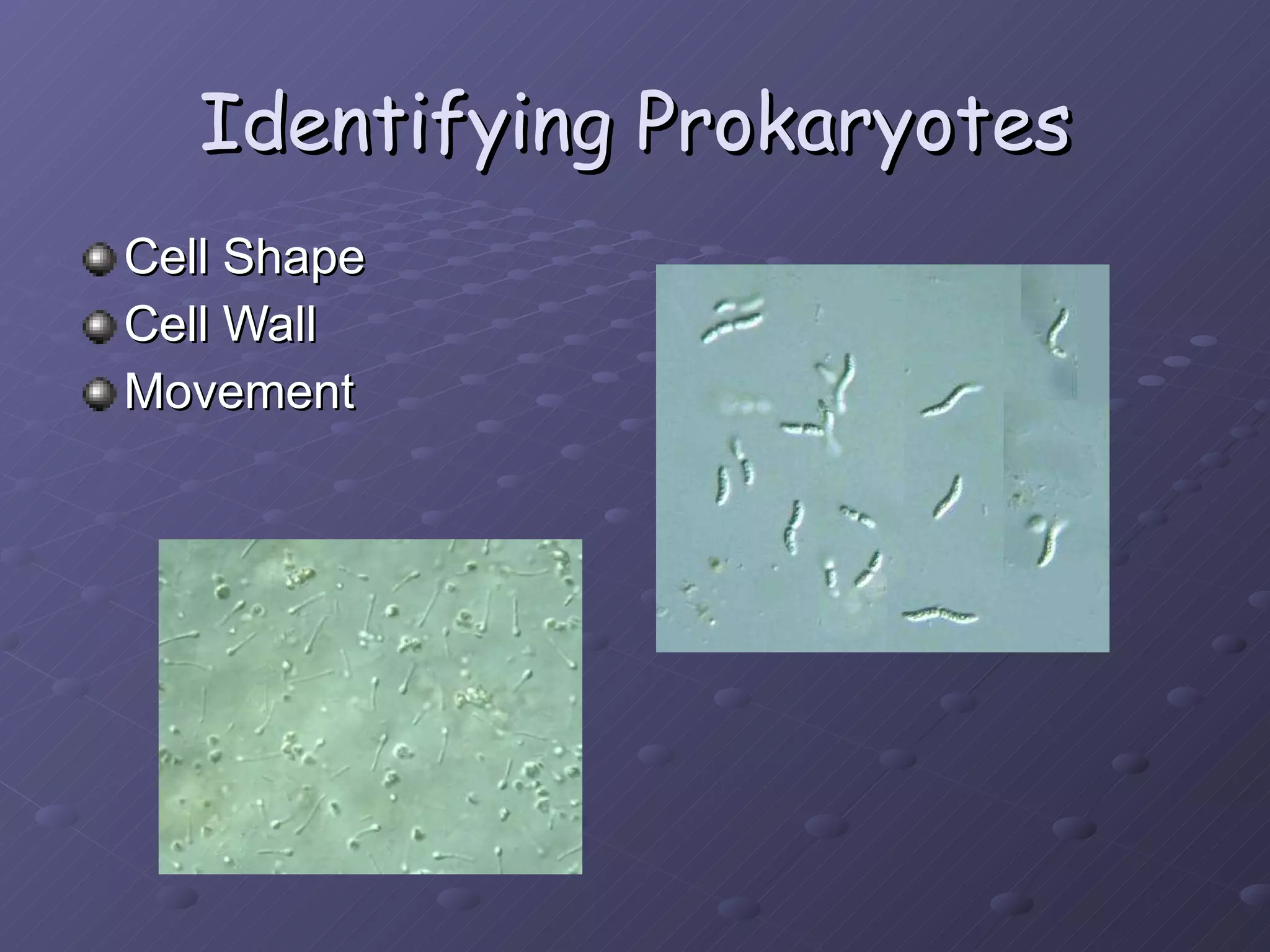 Identifying Prokaryotes Cell Shape Cell Wall Movement 
