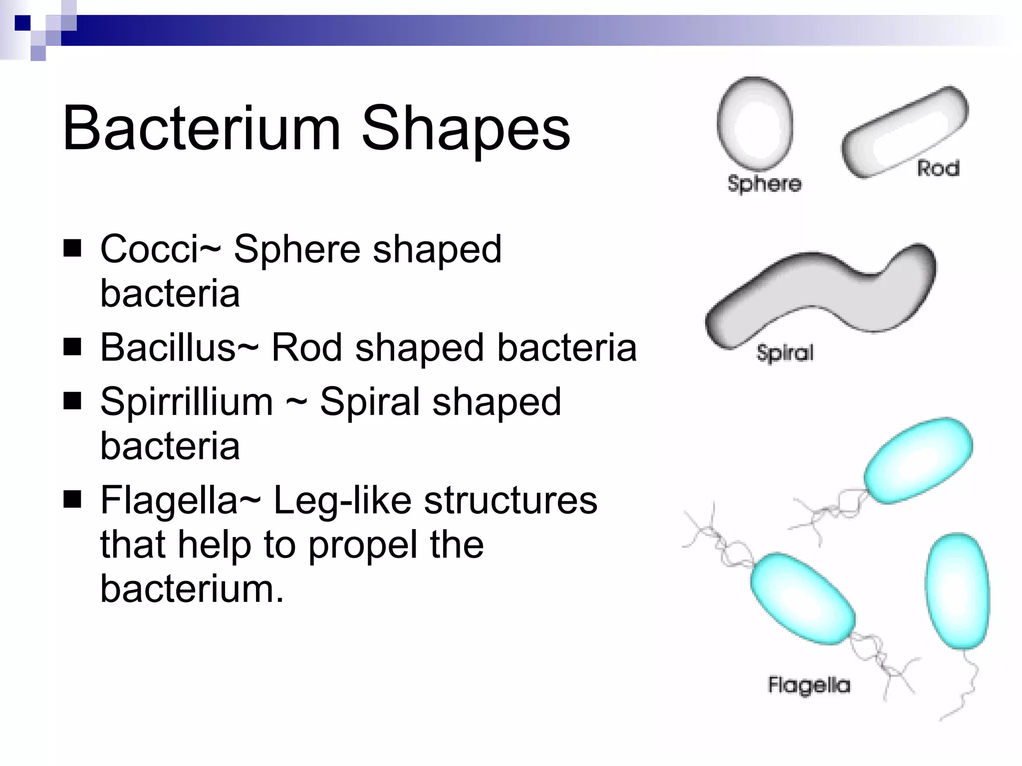 Bacterium Shapes Cocci~ Sphere shaped bacteria Bacillus~ Rod shaped bacteria Spirrillium ~ Spiral shaped bacteria Flagella~ Leg-like structures that help to propel the bacterium. 