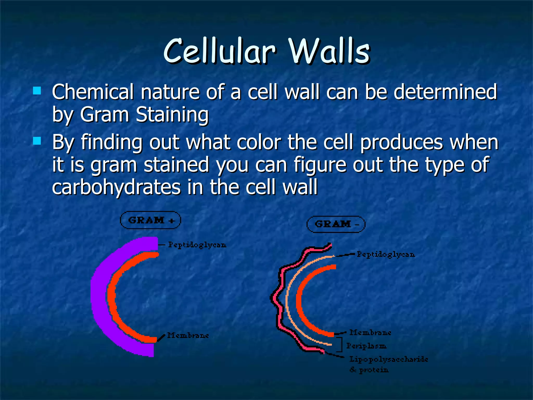 Cellular Walls Chemical nature of a cell wall can be determined by Gram Staining By finding out what color the cell produces when it is gram stained you can figure out the type of carbohydrates in the cell wall 
