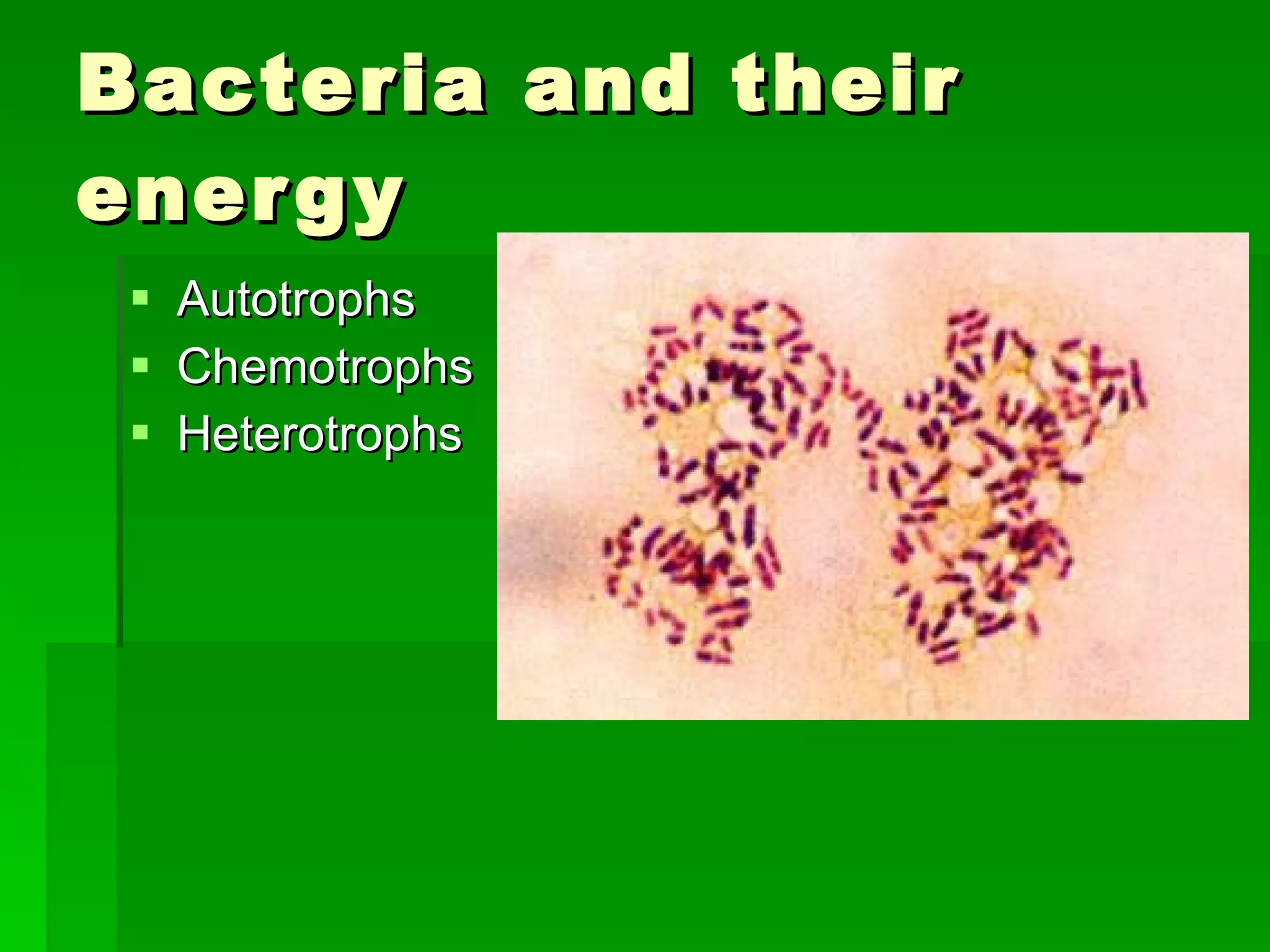 Bacteria and their energy Autotrophs Chemotrophs Heterotrophs 