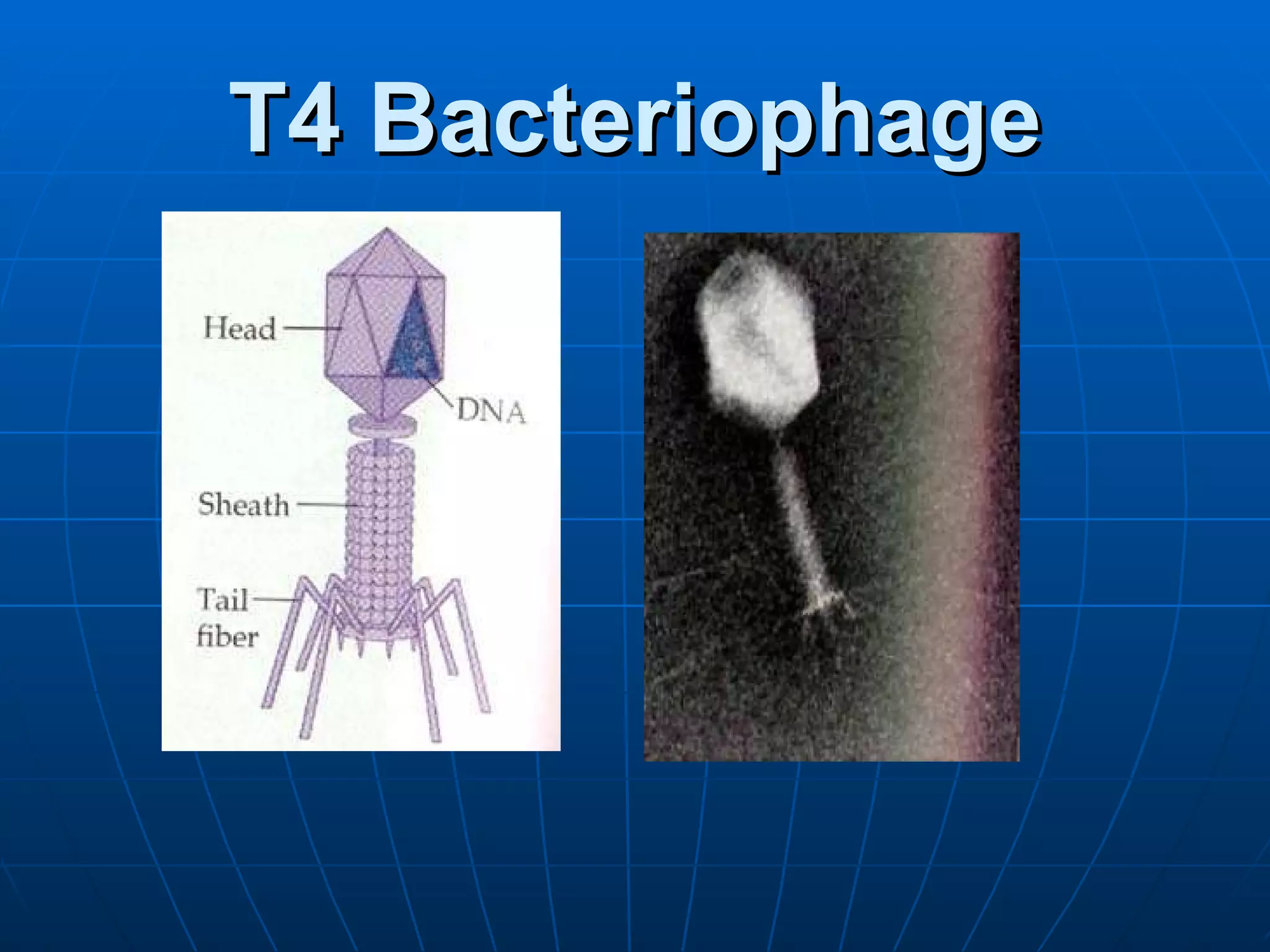 T4 Bacteriophage 