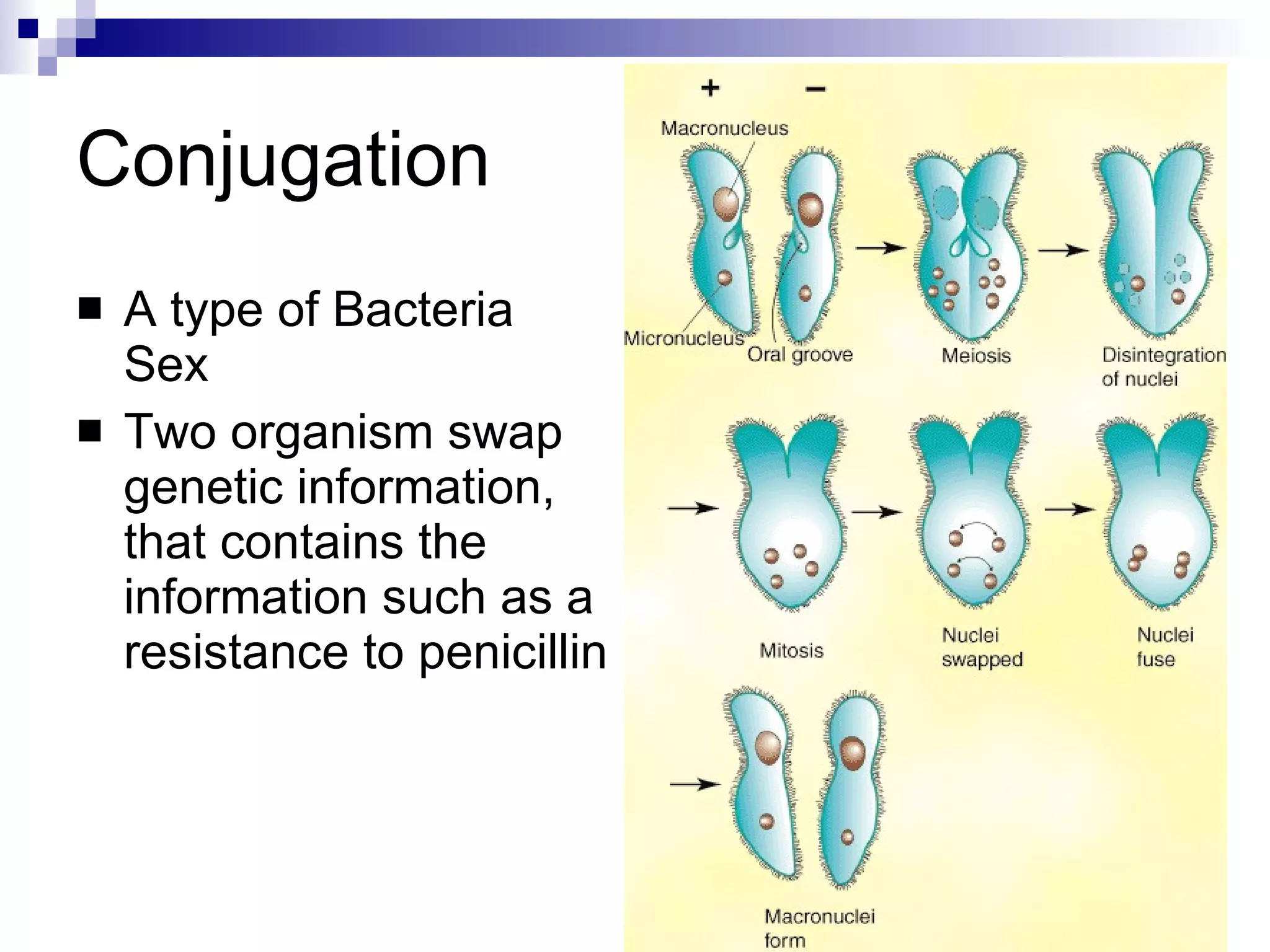 Conjugation A type of Bacteria Sex Two organism swap genetic information, that contains the information such as a resistance to penicillin 