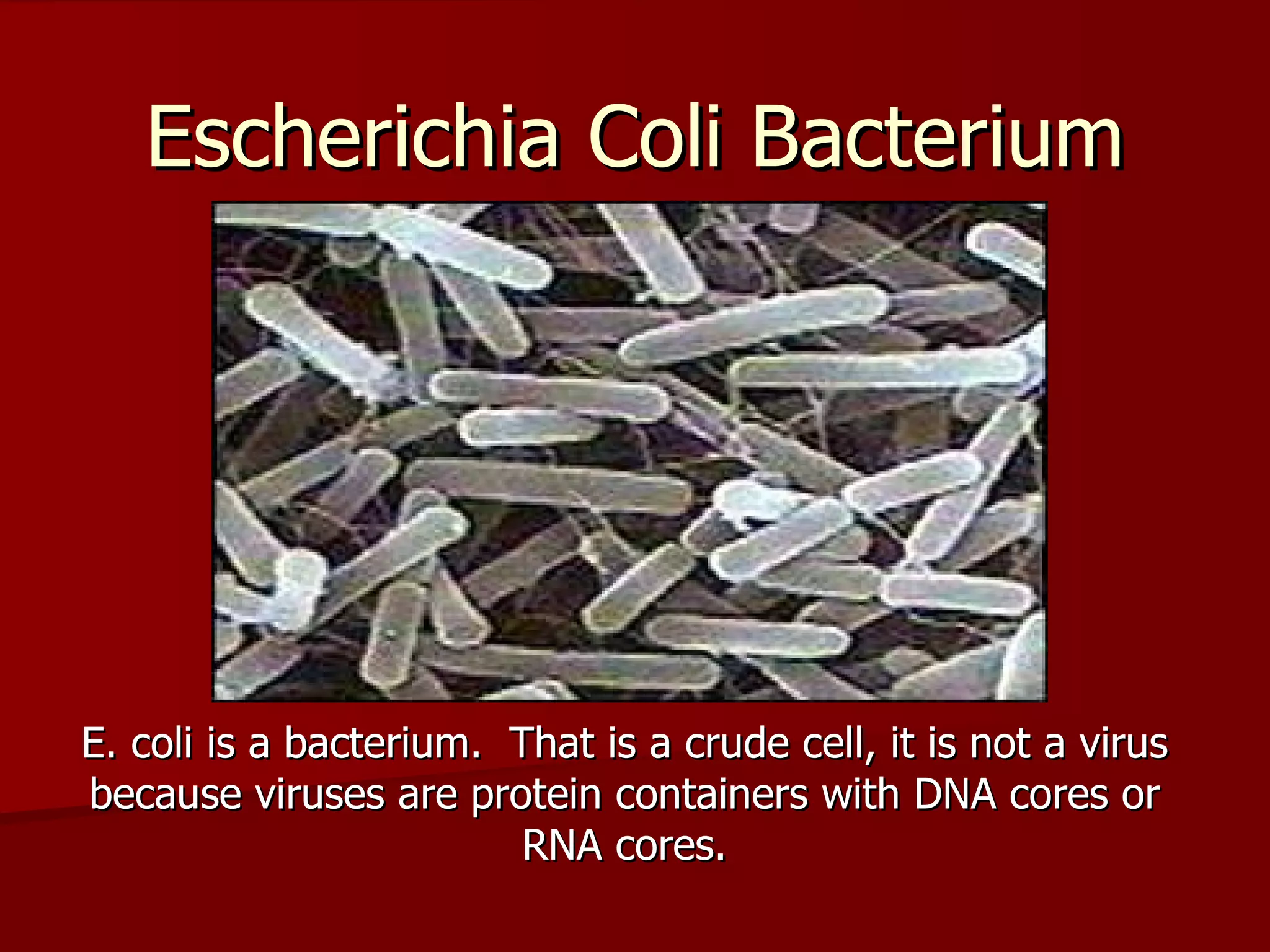 Escherichia Coli Bacterium E. coli is a bacterium.  That is a crude cell, it is not a virus because viruses are protein containers with DNA cores or RNA cores. 