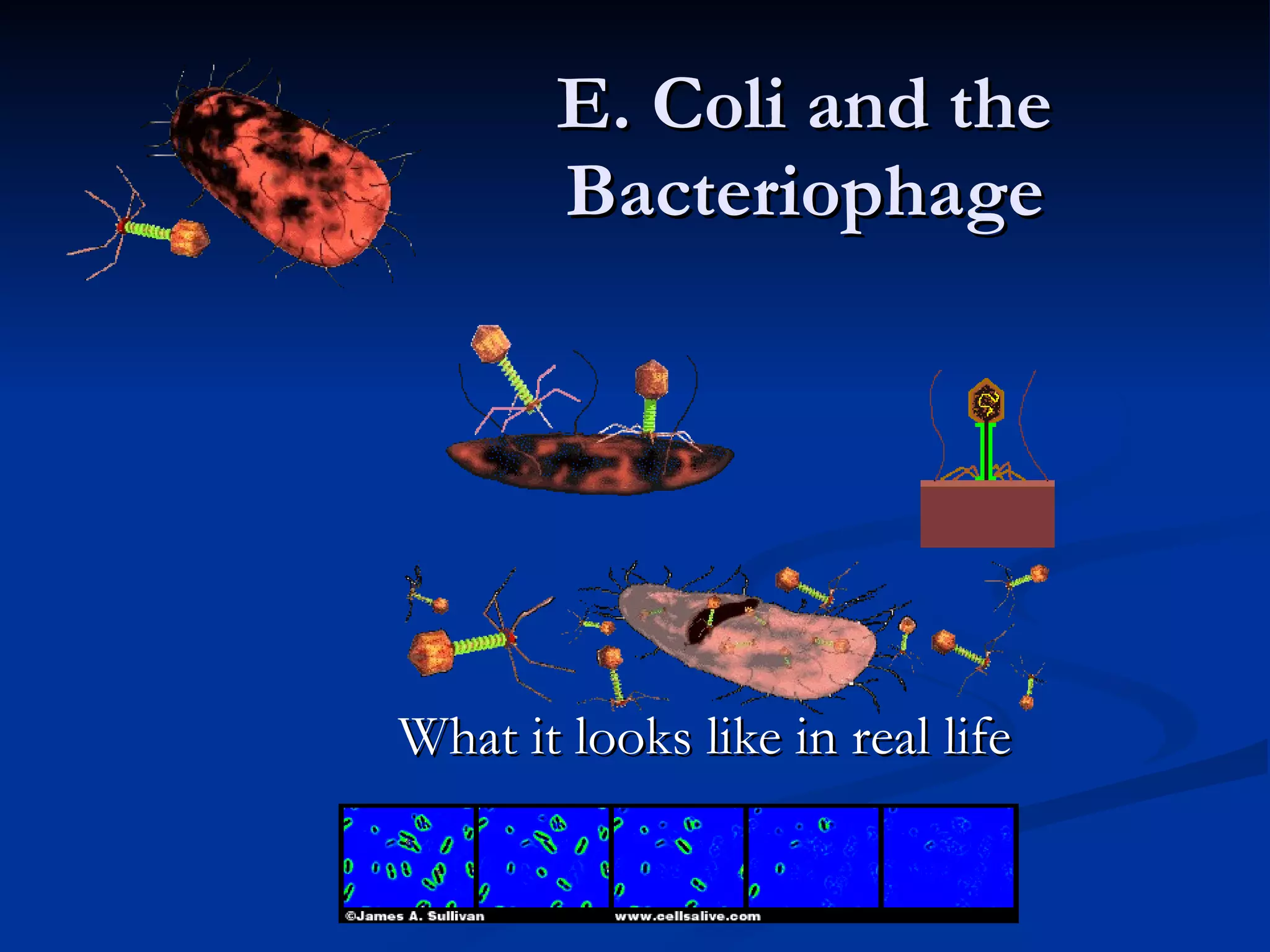 E. Coli and the Bacteriophage What it looks like in real life 