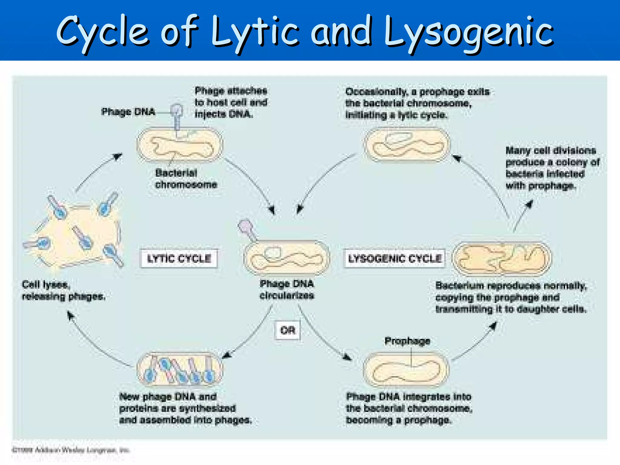 Cycle of Lytic and Lysogenic   