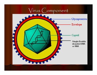 Virus Component
 