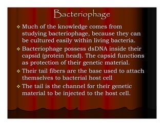 Bacteriophage
Much of the knowledge comes from
studying bacteriophage, because they can
be cultured easily within living bacteria.
Bacteriophage possess dsDNA inside their
capsid (protein head). The capsid functions
as protection of their genetic material.
Their tail fibers are the base used to attach
themselves to bacterial host cell
The tail is the channel for their genetic
material to be injected to the host cell.
 