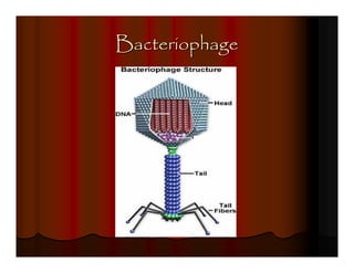 Bacteriophage
 