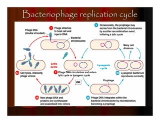 Bacteriophage replication cycle
 