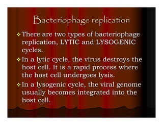 Bacteriophage replication
There are two types of bacteriophage
replication, LYTIC and LYSOGENIC
cycles.
In a lytic cycle, the virus destroys the
host cell. It is a rapid process where
the host cell undergoes lysis.
In a lysogenic cycle, the viral genome
usually becomes integrated into the
host cell.
 