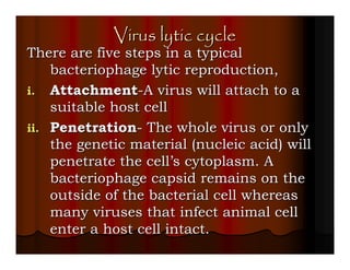 Virus lytic cycle
There are five steps in a typical
    bacteriophage lytic reproduction,
i. Attachment-A virus will attach to a
    suitable host cell
ii. Penetration- The whole virus or only
    the genetic material (nucleic acid) will
    penetrate the cell’s cytoplasm. A
    bacteriophage capsid remains on the
    outside of the bacterial cell whereas
    many viruses that infect animal cell
    enter a host cell intact.
 
