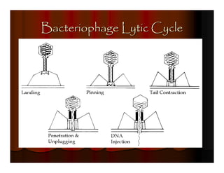 Bacteriophage Lytic Cycle
 