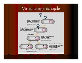 Virus lysogenic cycle
 