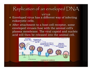 Replication of an enveloped DNA
                virus
Enveloped virus has a different way of infecting
eukaryotic cells.
After attachment to a host-cell receptor, some
enveloped viruses fuse with the animal cell’s
plasma membrane. The viral capsid and nucleic
acid will then be released into the animal cell.
 