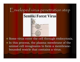 Enveloped virus penetration step




Some virus enter the cell through endocytosis.
In this process, the plasma membrane of the
animal cell invaginates to form a membrane-
bounded vesicle that contains a virus.
 
