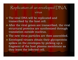 Replication of an enveloped DNA
                 virus
The viral DNA will be replicated and
transcribed by the host cell.
After the viral genes are transcribed, the viral
structural proteins are synthesized through
translation outside nucleus.
The new virus particles are then assembled.
Enveloped viruses obtain their glycoprotein
spikes on the envelopes by picking up a
fragment of the host plasma membrane as
they leave the infected cell.
 