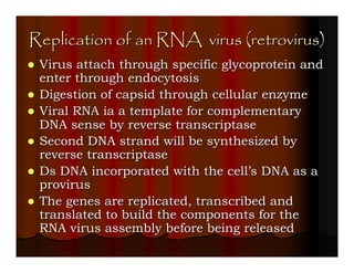 Replication of an RNA virus (retrovirus)
 Virus attach through specific glycoprotein and
 enter through endocytosis
 Digestion of capsid through cellular enzyme
 Viral RNA ia a template for complementary
 DNA sense by reverse transcriptase
 Second DNA strand will be synthesized by
 reverse transcriptase
 Ds DNA incorporated with the cell’s DNA as a
 provirus
 The genes are replicated, transcribed and
 translated to build the components for the
 RNA virus assembly before being released
 
