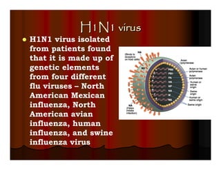 H1N1 virus
H1N1 virus isolated
from patients found
that it is made up of
genetic elements
from four different
flu viruses – North
American Mexican
influenza, North
American avian
influenza, human
influenza, and swine
influenza virus
 