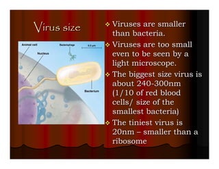 Virus size   Viruses are smaller
             than bacteria.
             Viruses are too small
             even to be seen by a
             light microscope.
             The biggest size virus is
             about 240-300nm
             (1/10 of red blood
             cells/ size of the
             smallest bacteria)
             The tiniest virus is
             20nm – smaller than a
             ribosome
 