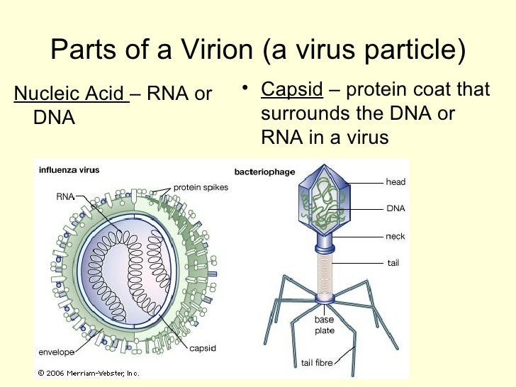 virus of parts Viruses