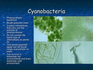Cyanobacteria
   Photosynthetic
    bacterium
   Bluish-greenish color
   Contain membranes
    that carry out the
    process of
    photosynthesis
   Do not contain the
    same type of
    chloroplasts as plants
    do
   This bluish-greenish
    algae can be found
    nearly everywhere on
    earth.
   Can survive in
    extremely hot
    environments and even
    extremely cold
    environment
 