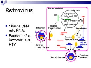 Retrovirus




Change DNA
into RNA.
Example of a
Retrovirus is
HIV

 