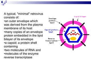 A typical, "minimal" retrovirus
consists of:
•an outer envelope which
was derived from the plasma
membrane of its host
•many copies of an envelope
protein embedded in the lipid
bilayer of its envelope
•a capsid; a protein shell
containing
•two molecules of RNA and
•molecules of the enzyme
reverse transcriptase

 