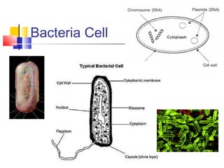Bacteria Cell

 