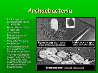 Archaebacteria
 Lack important
carbohydrate found
in cell walls
 Have different lipids
in their cell
membrane
 Different types of
ribosomes
 Very different gene
sequences
 Archaebacteria can
live in extremely
harsh environments
 They do not require
oxygen and can live
in extremely salty
environments as well
as extremely hot
environments.

 