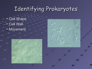 Identifying Prokaryotes
Cell Shape
Cell Wall
Movement

 