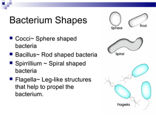 Bacterium Shapes







Cocci~ Sphere shaped
bacteria
Bacillus~ Rod shaped bacteria
Spirrillium ~ Spiral shaped
bacteria
Flagella~ Leg-like structures
that help to propel the
bacterium.

 