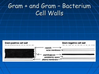 Gram + and Gram – Bacterium
Cell Walls

 