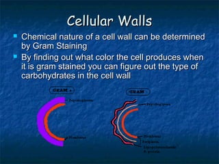 Cellular Walls




Chemical nature of a cell wall can be determined
by Gram Staining
By finding out what color the cell produces when
it is gram stained you can figure out the type of
carbohydrates in the cell wall

 